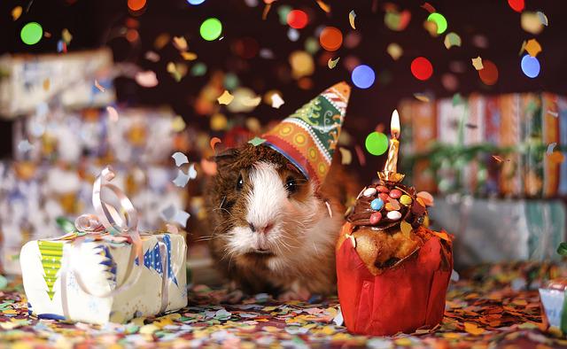 Meerschwein Geburtstag Party