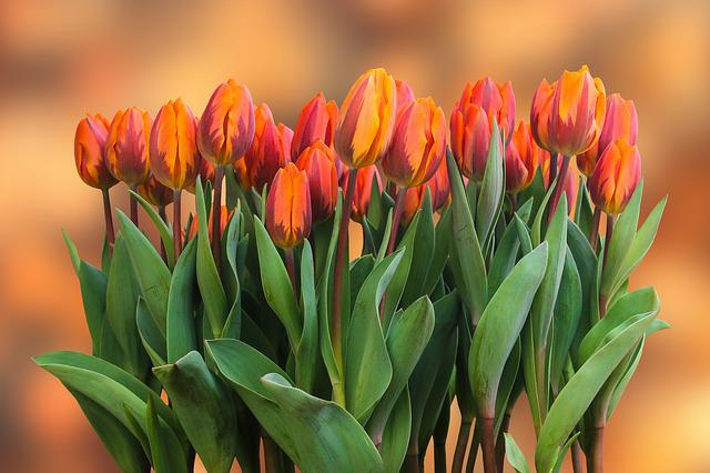 Tulpen zum 70. Geburtstag, 14 Sprüche zum 70. Geburtstag